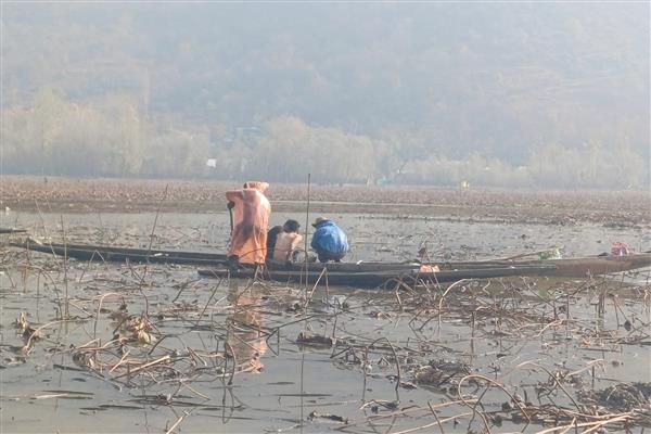 Dredging, restoration efforts bring back ‘nadru’ to Wular 1 nadru