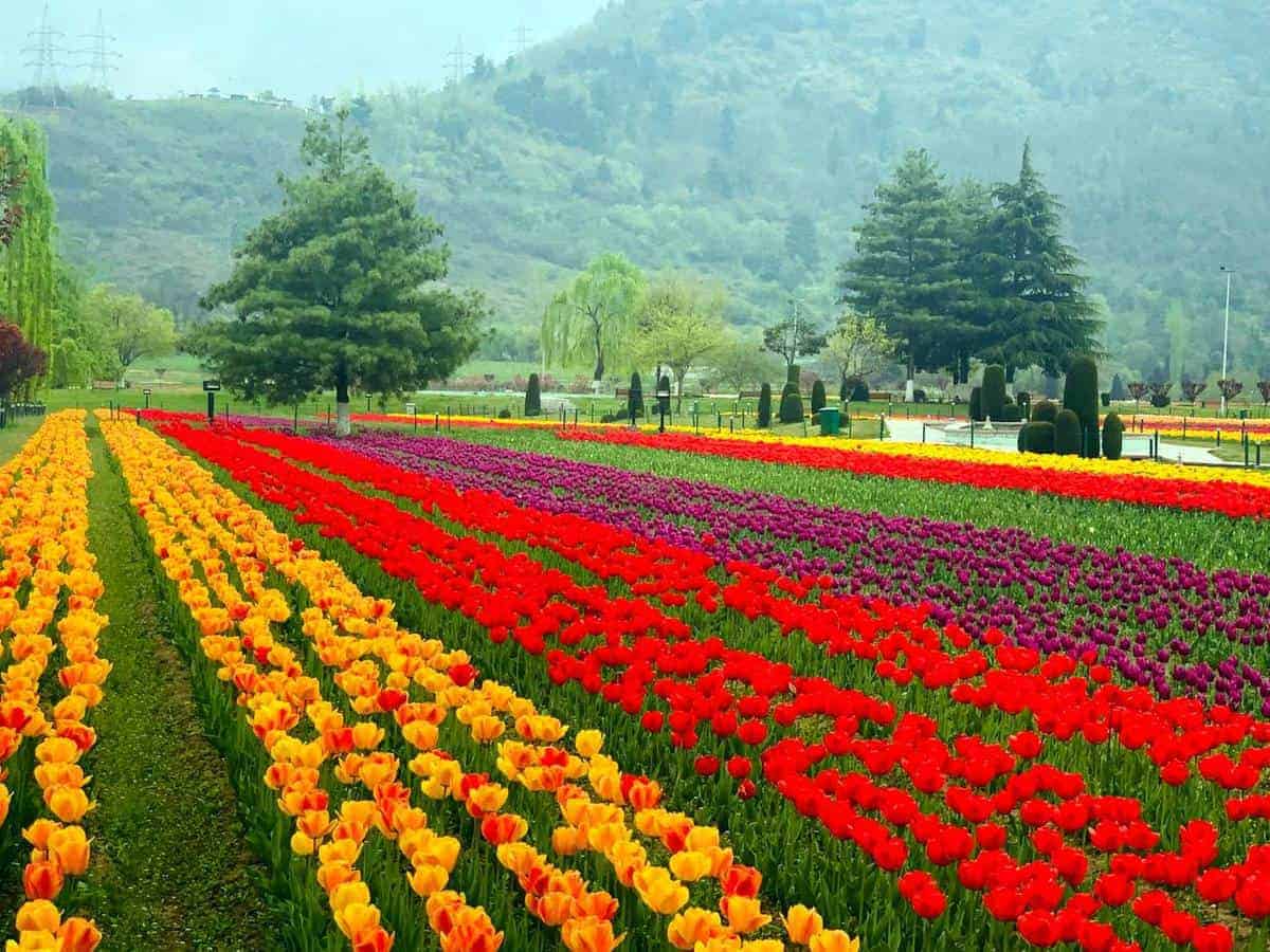 Indira Gandhi Memorial Tulip Garden 07226de598