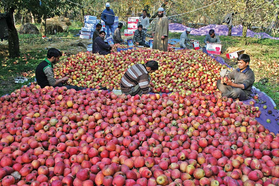 Kashmir Apples 1